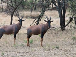 Bologonja_Seronera2009-38